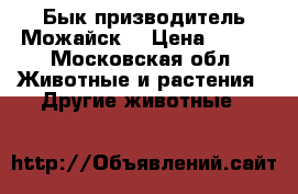 Бык призводитель Можайск  › Цена ­ 800 - Московская обл. Животные и растения » Другие животные   